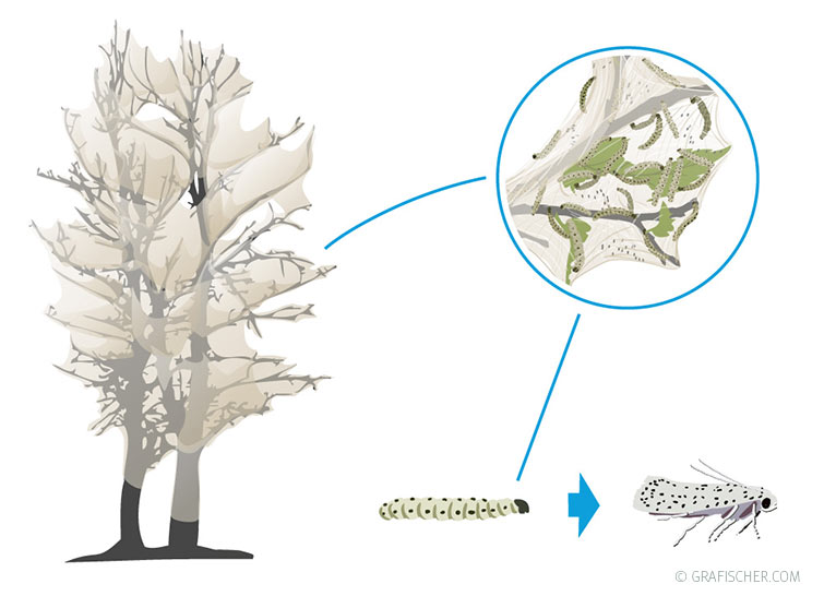 BUND Naturschutz - Trickkiste Natur